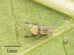 Sarucallis kahawaluokalani