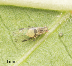 Sarucallis kahawaluokalani