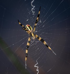 Argiope picta