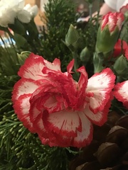 Dianthus caryophyllus