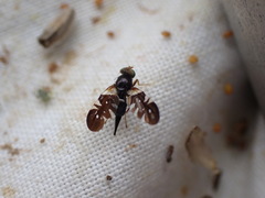 Aciura coryli