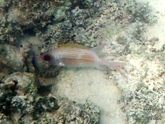 Holocentrus adscensionis