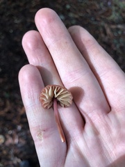Marasmius plicatulus