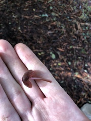Marasmius plicatulus