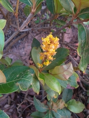 Byrsonima crassifolia