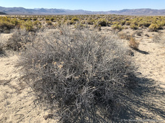 Tetradymia tetrameres