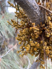 Arceuthobium campylopodum