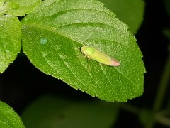 Bucephalogonia xanthophis