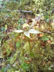 Adenochilus gracilis