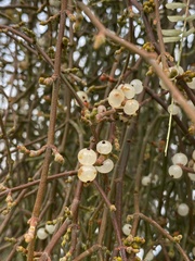 Phoradendron californicum