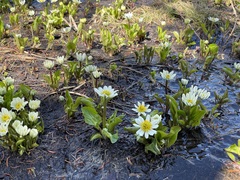 Caltha chionophila