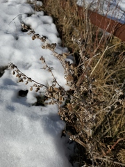 Cynoglossum officinale