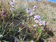 Euphrasia collina