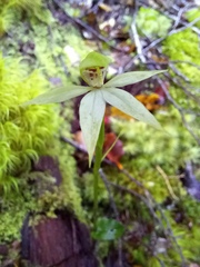 Adenochilus gracilis