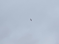 Pelecanus erythrorhynchos