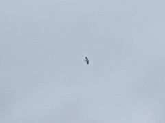 Pelecanus erythrorhynchos