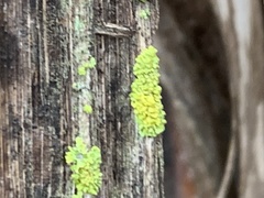 Polycauliona polycarpa