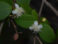 Eugenia reinwardtiana