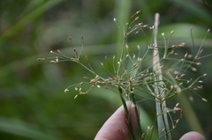 Scirpus radicans