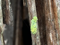 Polycauliona polycarpa