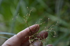 Scirpus radicans
