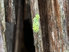 Polycauliona polycarpa