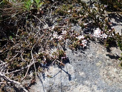 Euryomyrtus ramosissima