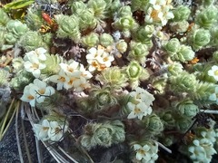 Pimelea sericeovillosa