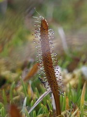 Drosera arcturi