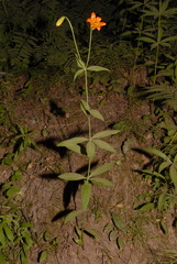 Lilium parvum