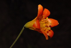 Lilium parvum