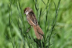 Cincloramphus timoriensis