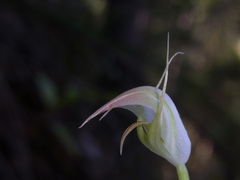 Pterostylis acuminata