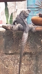 Ctenosaura acanthura