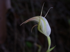 Pterostylis acuminata