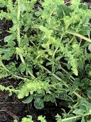 Beta vulgaris