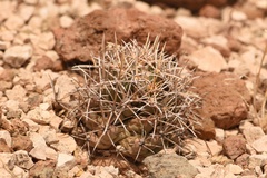 Coryphantha robustispina scheeri