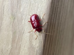 Paratriarius coccineus