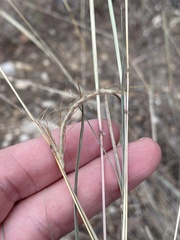 Dichanthium sericeum