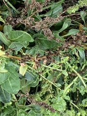 Beta vulgaris