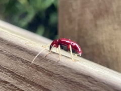 Paratriarius coccineus