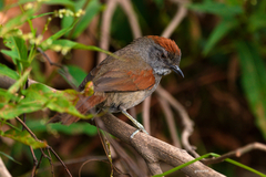 Synallaxis frontalis