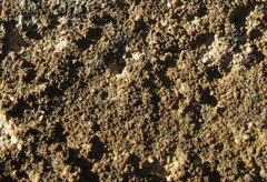 Xanthocarpia feracissima