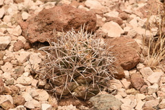 Coryphantha robustispina scheeri