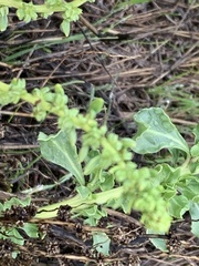 Beta vulgaris