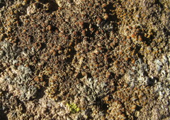 Xanthocarpia feracissima