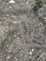 Dichanthium sericeum