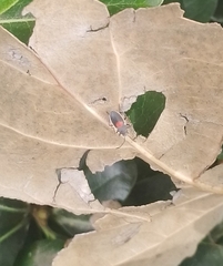 Stenomacra marginella