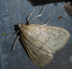 Hahncappsia pergilvalis