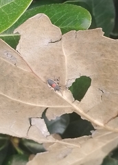 Stenomacra marginella